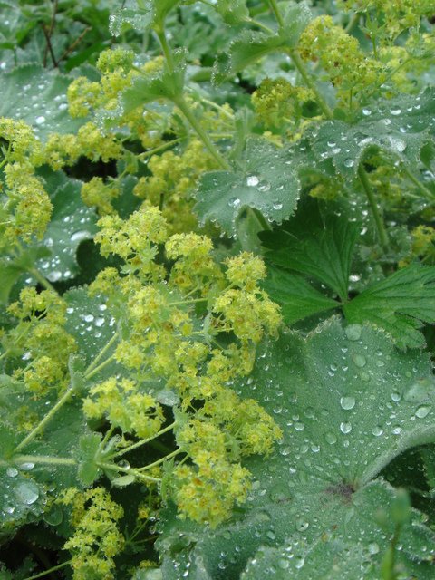 Alchemilla mollis fleur